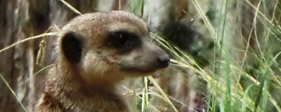 Logo von tiergartennuernberg