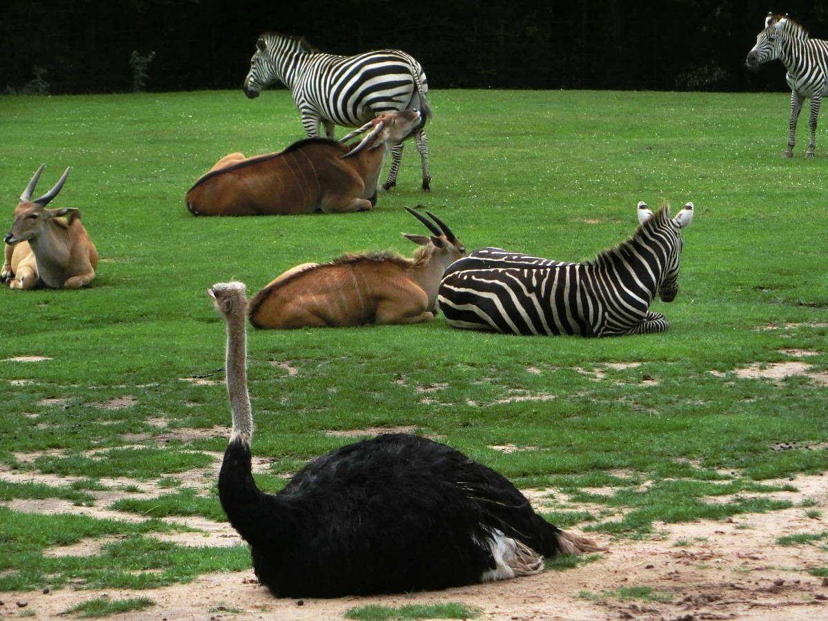 Big compound in the Nürnberger Tiergarten with different animals from the savannah